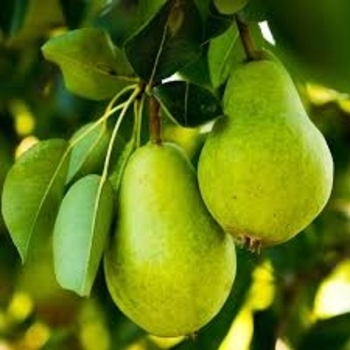 Pyrus communis 'D'Anjou ('Beurre D'Anjou')' 