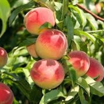 Prunus persica 'Elberta' 
