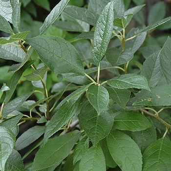 Ilex verticillata 'Southern Gentleman' 