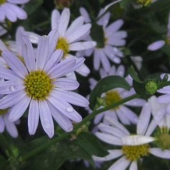 Kalimeris incisa 'Blue Star' 