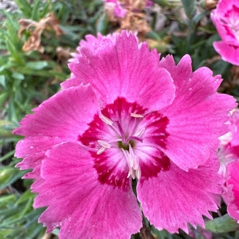 Dianthus 'Strawberry Tart' 25,988