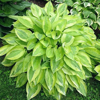 Hosta 'Yellow Polka Dot Bikini' 