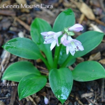 Hosta 'Green Mouse Ears' 