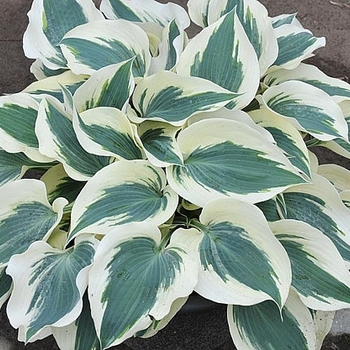 Hosta 'Firn Line' 