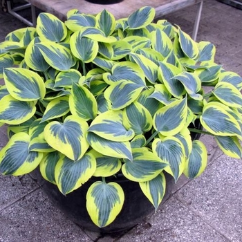 Hosta 'Ben Vernooij' 