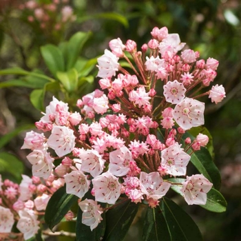 Kalmia latifolia 'Nipmuck' 
