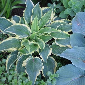Hosta 'Appletini' 
