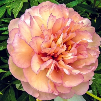 Paeonia 'Scrumdiddlyumptious' 