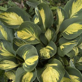 Hosta 'Mouseketeer' 