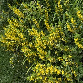Lysimachia punctata '' (303889)