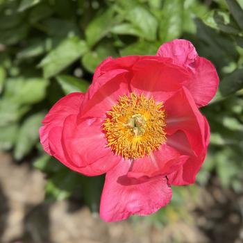 Paeonia lactiflora 'Coralie' 