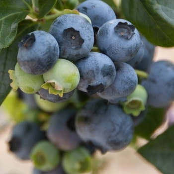 Vaccinium corymbosum 'Patriot' 