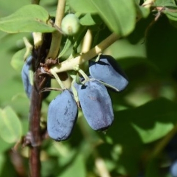 Lonicera caerulea var. kamchatica 'CZECH17' USPP17547P2