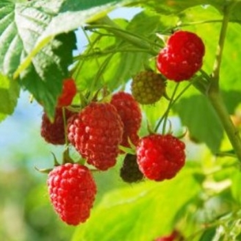 Rubus idaeus 'Encore' PP11746