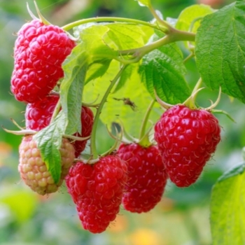 Rubus 'Joan J' 