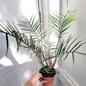 Philodendron tortum