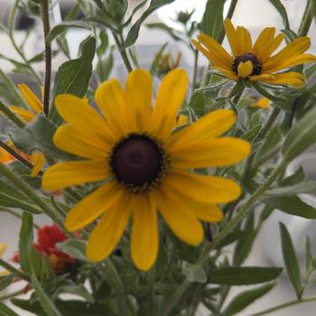 Rudbeckia hirta '' (303921)