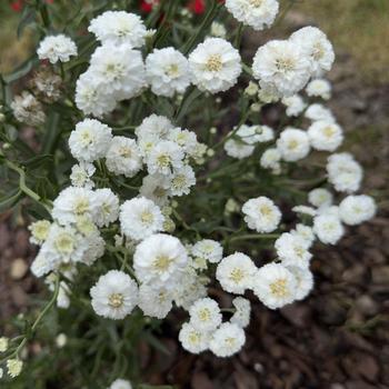 Achillea ptarmica 'Peter Cottontail' (303922)