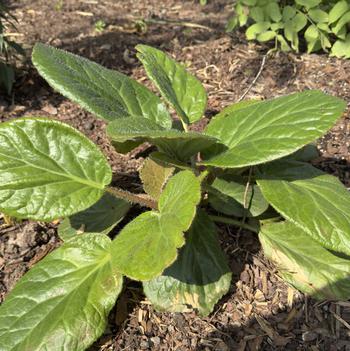 Bergenia ciliata 'Sunfur' 
