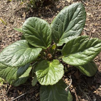 Bergenia ciliata 'Sunfur' (303924)