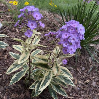 Phlox paniculata 'Olympus' (303930)