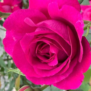 Rosa 'Purple Aura™' (303931)