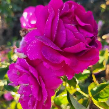 Rosa 'Purple Aura™' (303932)