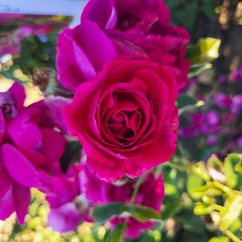 Rosa 'Purple Aura™' (303933)