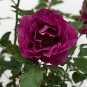 Rosa 'Purple Aura™' (303934)