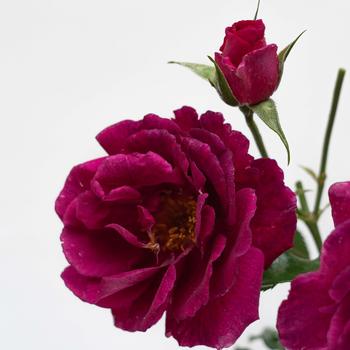 Rosa 'MEIscouby' PPAF