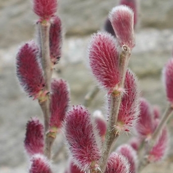 Salix gracilistyla