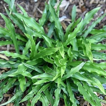 Hosta 'Appletini' 