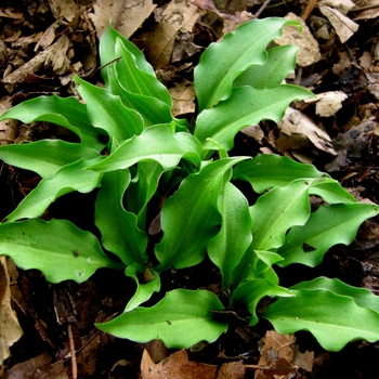 Hosta 'Ben Vernooij' 