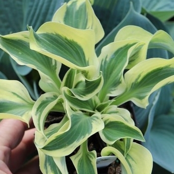Hosta 'Firn Line' 