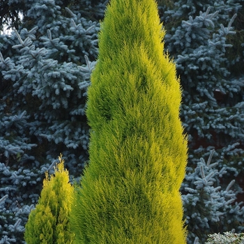 Cupressus macrocarpa 'Lemon Yellow' 