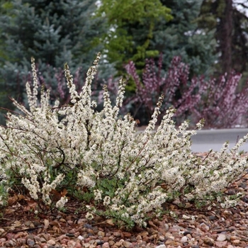 Prunus besseyi 'Pawnee Buttes®' PP20,564