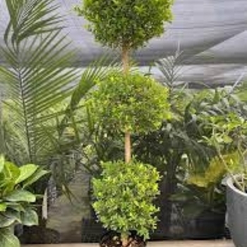 Eugenia myrtifolia 'Globulus' 