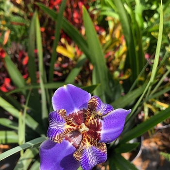 Iris neomarica caerulea 'Regina' 