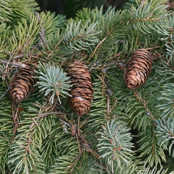 Picea glauca 'Densata' 
