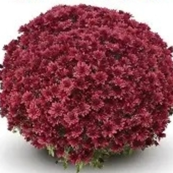 Chrysanthemum x morifolium 'Arluno Red' PP15,123