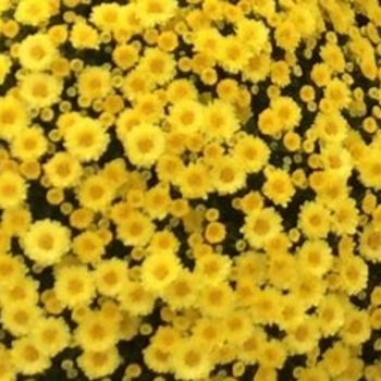 Chrysanthemum x morifolium 'Staviski Yellow' 
