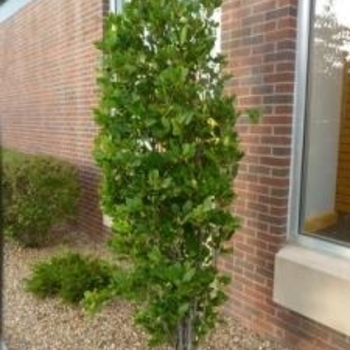 Rhamnus frangula 'Asplenifolia' 