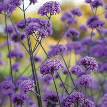 Verbena bonariensis 'Cloud 8' 
