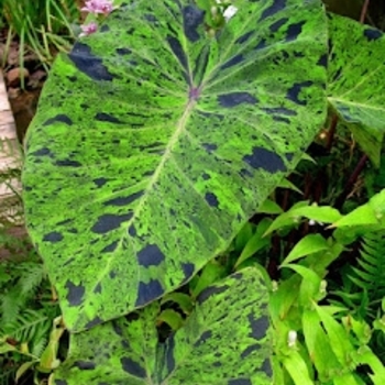 Colocasia esculenta 'Mojito' 