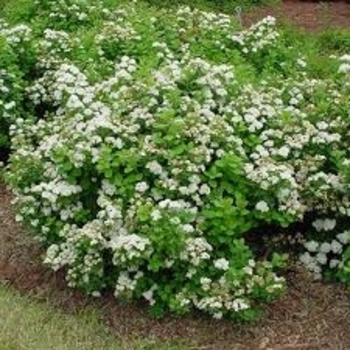 Spiraea betulifolia 'Tor' 
