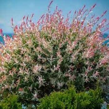 Salix integra 'Flamingo' 