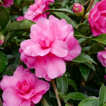 Camellia sasanqua 'Chansonette' 