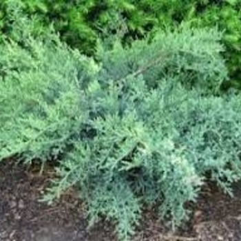 Juniperus chinensis 'Nick's Compact' 
