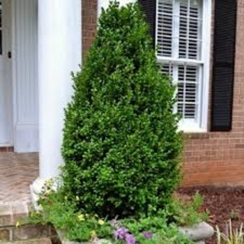 Buxus sempervirens 'Pyramidalis' 
