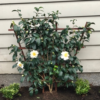 Camellia japonica 'Silver Waves' 